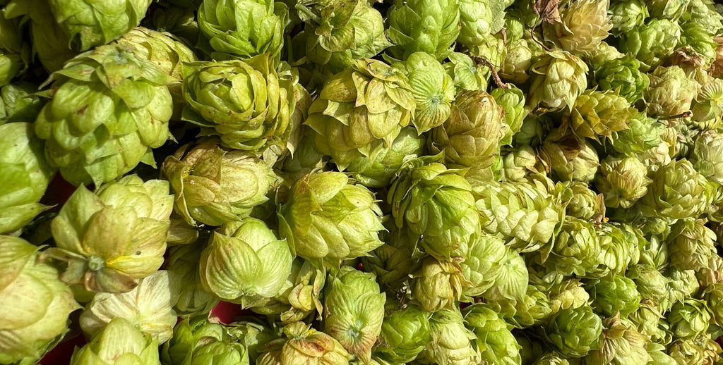 The Perfect Time to Dry Hop